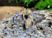 Purple Head Tangerine Leopard Gecko at Birmingham Reptiles
