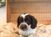 Cockapoo Puppies