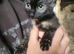 Kittens for sale