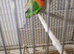 Lovebirds