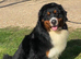 X4 adult Bernese mountain dogs for sale