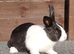 Lovely young 4 month old Dutch doe ready now.