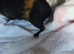 3 X Female Guinea pigs