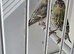 BEAUTIFUL PAIR SISKIN MUTATION COLOUR