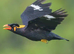 Looking for mynah bird