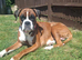 KC Registered Boxer puppies
