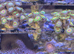 Rasta zoas ( 3 heads)