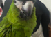 Baby hahns macaw