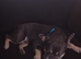 KC Registered 4 year old Male French Bulldog