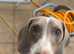 Miniature piebald dachshund Kc registered female
