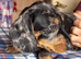 Wirehaired Dachshund Tweenie