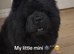 Black male chow chow