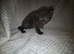 Two male black and white kittens