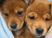 2 baby's looking for forever home