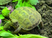 Horsfield (Russian) tortoise hatchlings, 2026, for sale