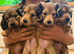 Beautiful shaded cream miniature dachshund puppies