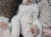 Black & white fluffy male kitten
