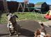 American bully x boarder collie pups