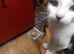 One year old black and white boy cat