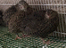 Japanese quails