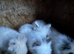 Lionhead Bunnies