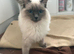 Blue point ragdoll