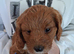 Cockapoos F1 Puppies