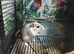 Baby gerbil available