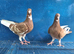Muleman young birds