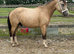 Newforest gelding