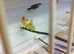 Bengalese finches