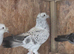 Turkish Pigeons for sale
