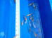 Japanese koi mixed variety collection ip2