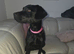 Patterdale/Lab