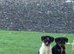 Border Lakeland x puppy&rsquo;s for sale