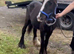 For sale 6 months old cob to make 13.2hh