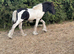 Mr T cob colt