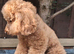 RED MINIATURE POODLE GIRL