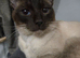 Traditional siamese chocolate point boy stud