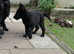 GSD PUPPIES