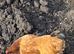 Chicken and 1 cock