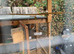 Zebra finches and benaglese finches
