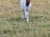 Boer Billy