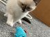 Male and female ragdoll crosses