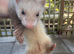1 Baby girl Ferret for sale