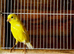 Canary birds