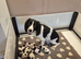 English springer spaniels