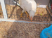 4 month old chicks