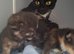 8 week old kittens