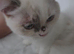 Persian/ ragdoll kitten